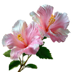 Naklejka premium Two delicate pink hibiscus flowers with yellow stamens and green leaves isolated on transparent background