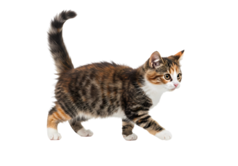 A Calico Cat in Motion Graceful Stride Against a Pure White Background isolated on transparent background