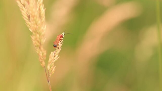 small elongated red beetle, red fire beetle on a stalk with seeds, lily beetle with long antennae, red beetle at the end of a blade of grass looking into the camera, Pyrochroa coccinea