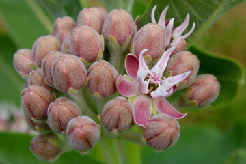 Showy Milkweed Blossom 03
