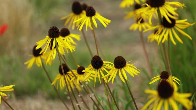 Yellow Coneflower Echinacea Paradoxa with a field of Yellow Coneflowers blurred in the background
