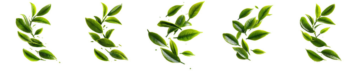 PNG tea leaves flying , element set on transparent background
