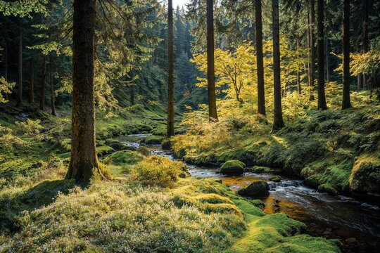 autumn forest in the morning