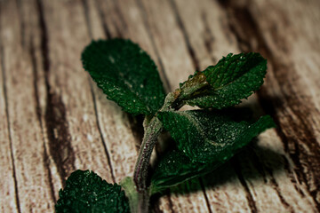 Fresh mint leaves are scattered organically across a textured wooden surface. This image highlights...