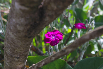 Rose Campion Flowers 05