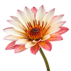 pink dahlia flower isolated on white