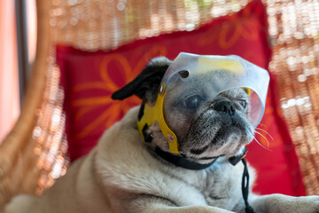 Small older beige pug dog is blind. He wears eye protection so that he doesn't poke himself in the...