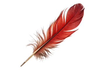 Detailed red bird feather with frayed edges isolated on transparent background