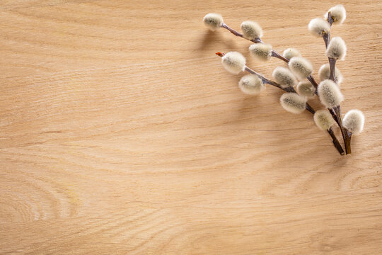 Bunch of bussy willow twigs on wooden background, copy space. A willow with soft fluffy white, silvery catkins.