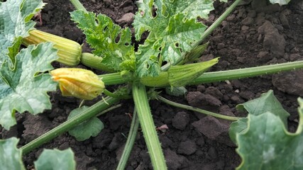 Side view of young zucchini fruits with closed yellow blossoms on plant in garden, horizontal photo