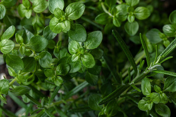 Fresh green Lemon Thyme (Thymus Citriodorus) and rosemary (Salvia rosmarinus) plant, close up. Thyme and rosemary herb growing. Green leaves background.