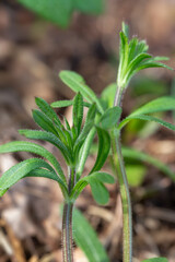 Close up of fresh cleavers plant Galium aparine in spring garden, bright green leaves with tiny hooks, wild herb used in herbal medicine, seasonal growth, natural background, vertical botanical photo