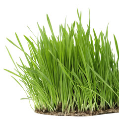 green grass isolated on white