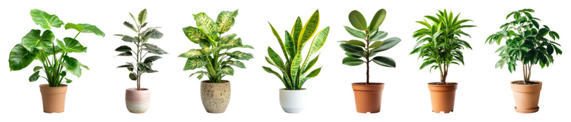 Obraz premium PNG Vibrant indoor potted plants lineup, element set on transparent background