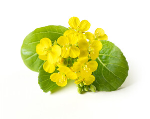 Mustard flower with leaves isolated on white background. Mustard plant.
