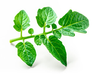 Tomato leaf isolated on white background.