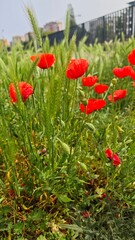 Bright red poppies blooming among green spikelets in a wild urban meadow under soft daylight. Concept of contrast between wild nature and city life, resilience, beauty and urban biodiversitylight
