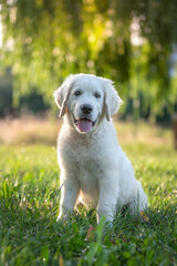 Un chiot blanc de race golden retriever dans la nature