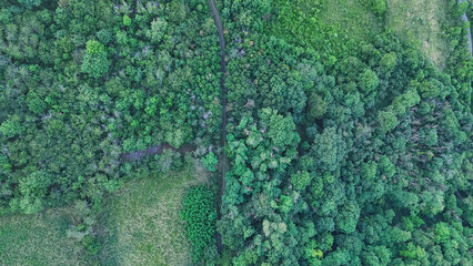 Vue aérienne sur un paysage en été avec des arbres vert sur une montagne en fin de journée