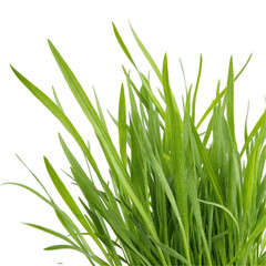 Fototapeta premium green grass isolated on white background