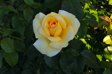 Sunshine Rose Mandala 02