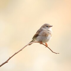 Fototapeta premium Small Bird Resting on a Bare Branch