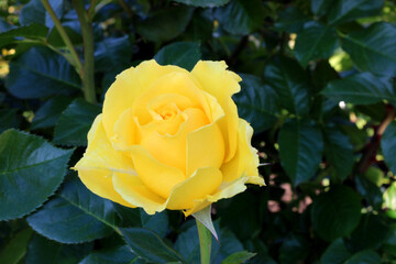 Yellow Sparkle Rosebud 03