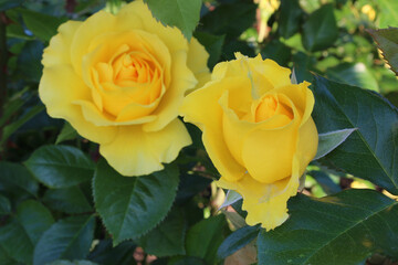 Yellow Shine Rosebud 02