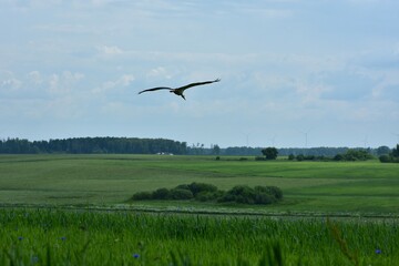 Stork flying over green plains with wind turbines in the background. Peaceful countryside landscape with a mix of wildlife and renewable energy. Harmony of nature and modern technology.