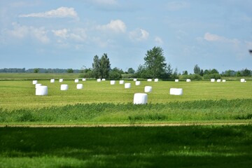 Wrapped hay bales in a meadow. A field full of hay bales wrapped in white plastic in rural area. A few storks walking around.