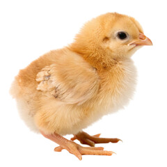 Fototapeta premium baby chicken isolated on white
