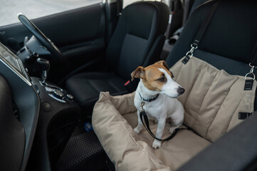 Jack Russell Terrier Dog in a Special Car Seat. 