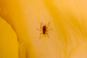 Yellow Rose Aphid 05