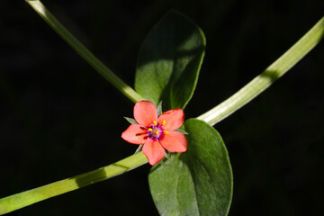 Pimpernel Sunshine 01