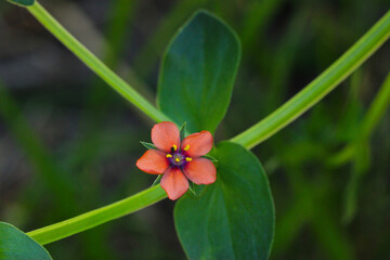 Pimpernel Star Blossom 02