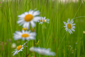 Daisy blossom wet rain in light green meadow grass in mountains