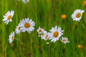 Daisy blossom wet rain in light green meadow grass in mountains