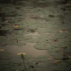 Tranquil pond scene with lily pads dragonflies and rippling water captured in stunning dual tone cinematic grade