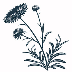 black and white strawflower