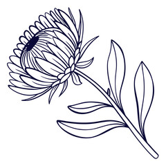 black and strawflower