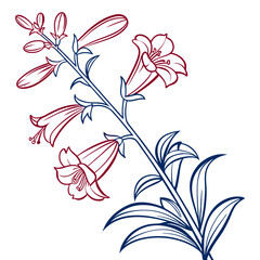 penstemon on white background