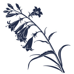 Naklejka premium black and white penstemon