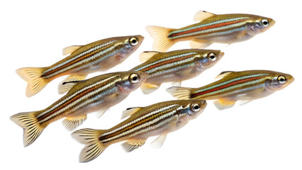 A group of six zebrafish swimming together. They have a transparent background, showcasing their distinct stripes and streamlined bodies.