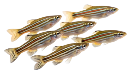 A group of six zebrafish swimming together. They have a transparent background, showcasing their distinct stripes and streamlined bodies.