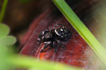 Bold Jumping Spider 09