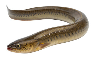 A long, slender eel with a smooth, brownish body and distinct dark spots. The eel has a pointed head and large eyes, set against a transparent background.