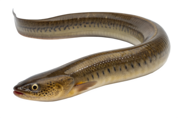A long, slender eel with a smooth, brownish body and distinct dark spots. The eel has a pointed head and large eyes, set against a transparent background.