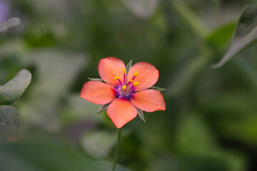 Pimpernel Star Flower 01