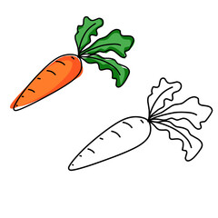 Illustration of fresh carrot, carrots vector icons or carrot illustration 