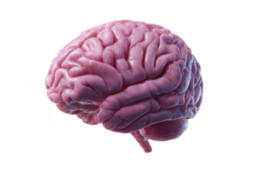Detailed 3d rendering of a pink human brain isolated on transparent background